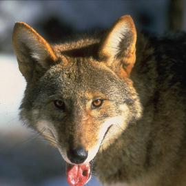 Red Wolves: Hanging in the Balance